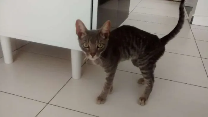 Gato ra a srd idade 2 a 6 meses nome Loki