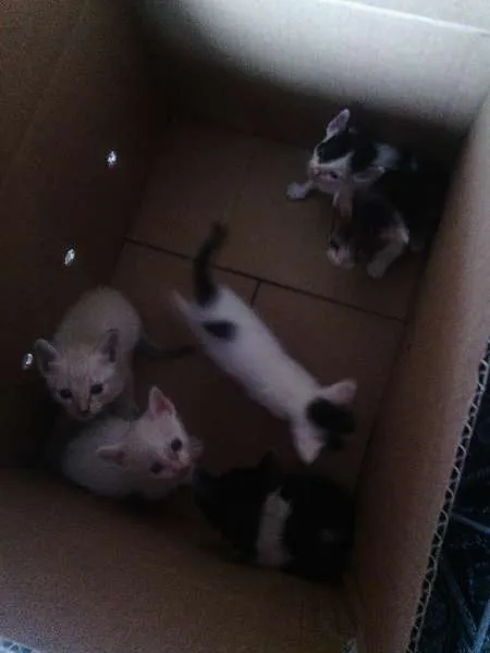 Gato ra a indefinido idade Abaixo de 2 meses nome indefido