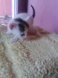 indefido