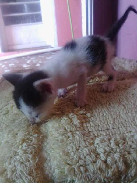 Gato ra a indefinido idade Abaixo de 2 meses nome indefido