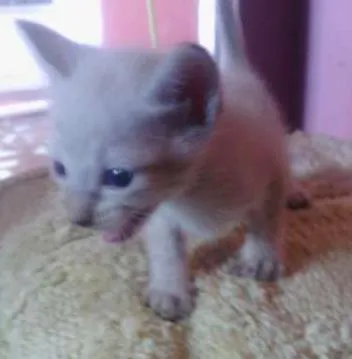 Gato ra a indefinido idade Abaixo de 2 meses nome indefido
