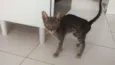 Loki