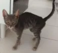 Loki