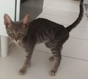 Gato raça srd idade 2 a 6 meses nome Loki