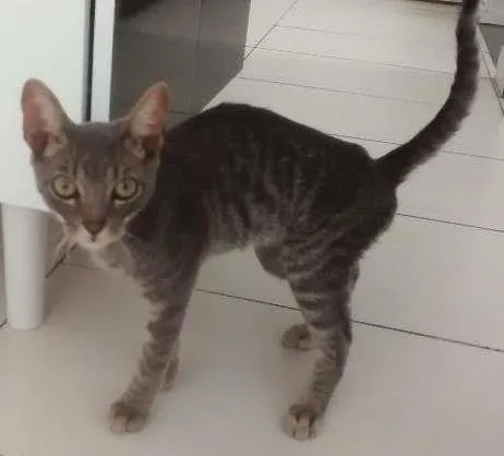 Gato ra a srd idade 2 a 6 meses nome Loki