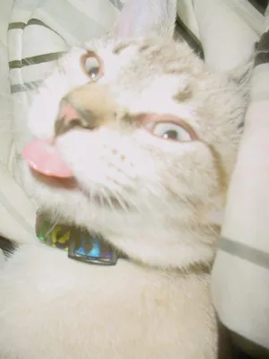 Gato raça pelo curto idade 2 anos nome Aysha