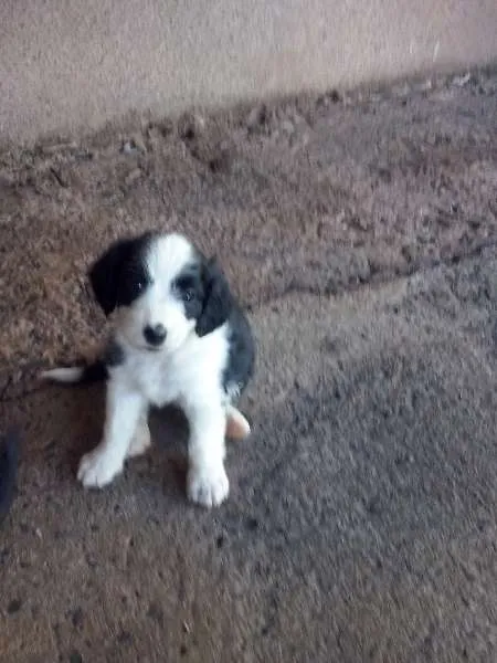Cachorro ra a DV idade  nome Vários Filhotes