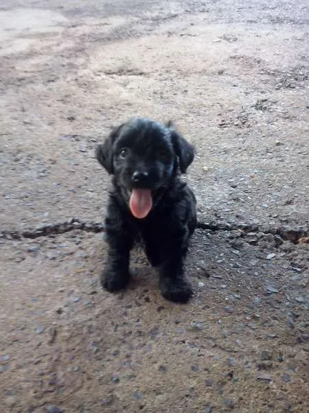 Cachorro ra a DV idade  nome Vários Filhotes