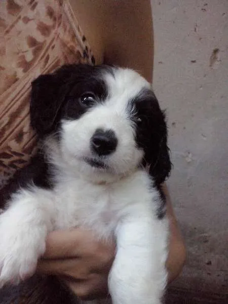 Cachorro ra a DV idade  nome Vários Filhotes