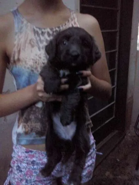 Cachorro ra a DV idade  nome Vários Filhotes