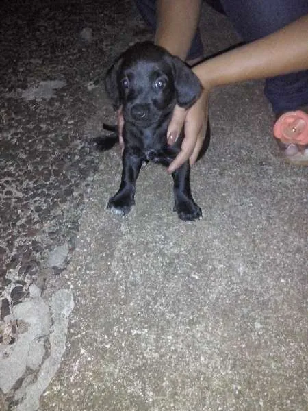 Cachorro ra a DV idade  nome Vários Filhotes