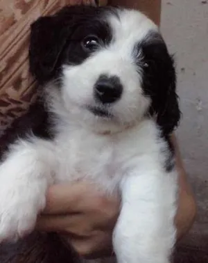 Cachorro raça DV idade  nome Vários Filhotes