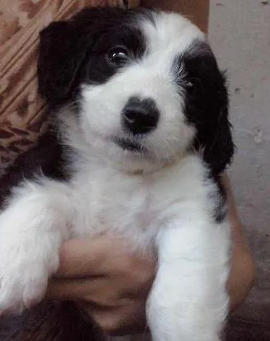 Cachorro ra a DV idade  nome Vários Filhotes