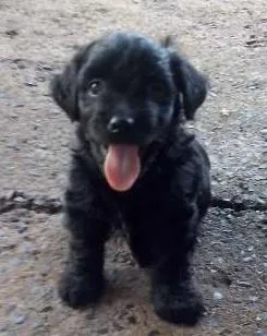 Cachorro ra a DV idade  nome Vários Filhotes