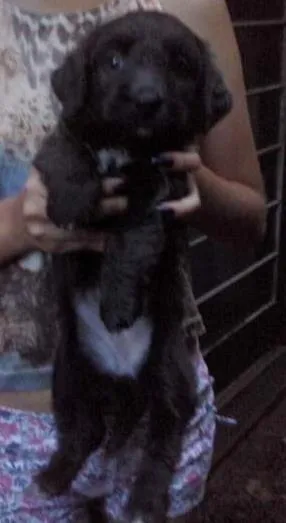 Cachorro ra a DV idade  nome Vários Filhotes