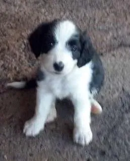Cachorro ra a DV idade  nome Vários Filhotes