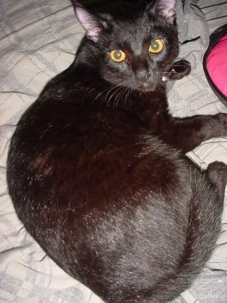 Gato ra a pelo curto idade 1 ano nome Pandora