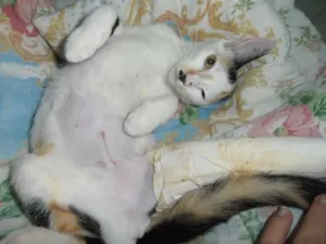 Gato raça srd idade 2 a 6 meses nome Chantilly