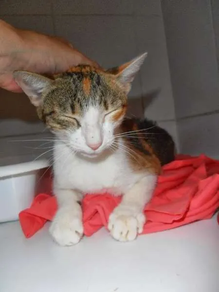Gato ra a srd idade 7 a 11 meses nome Trica