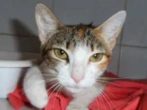 Gato raça srd idade 7 a 11 meses nome Trica