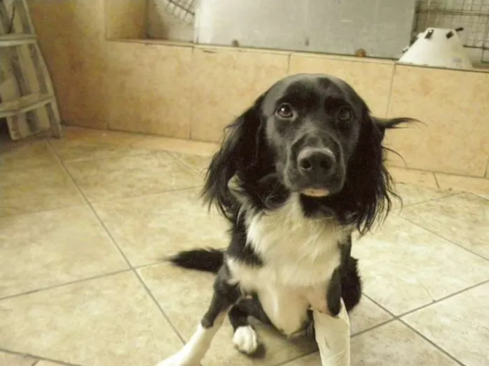 Cachorro raça Mestiço idade 1 ano nome Bily Mackenzie