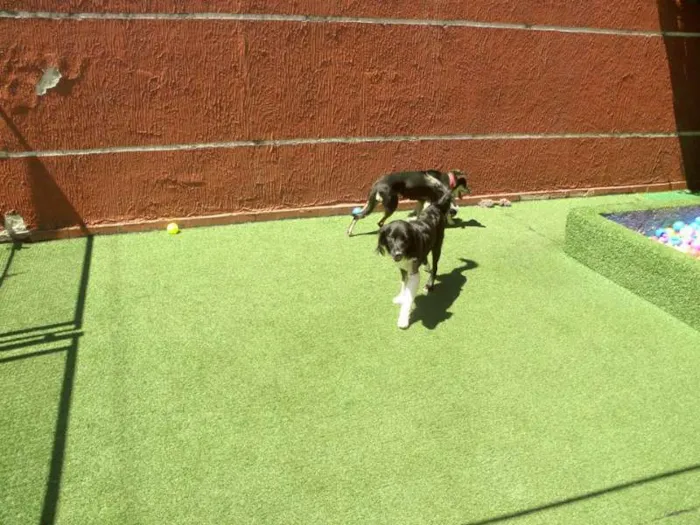 Cachorro raça Mestiço idade 1 ano nome Bily Mackenzie