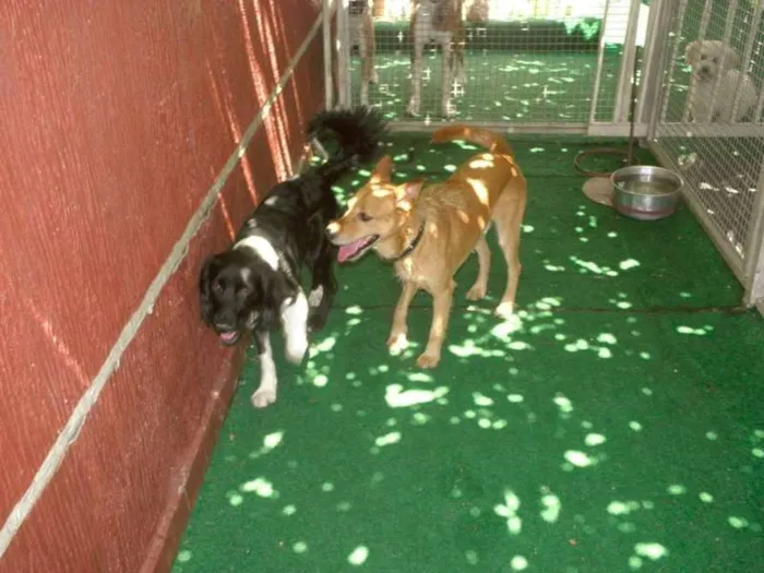 Cachorro raça Mestiço idade 1 ano nome Bily Mackenzie