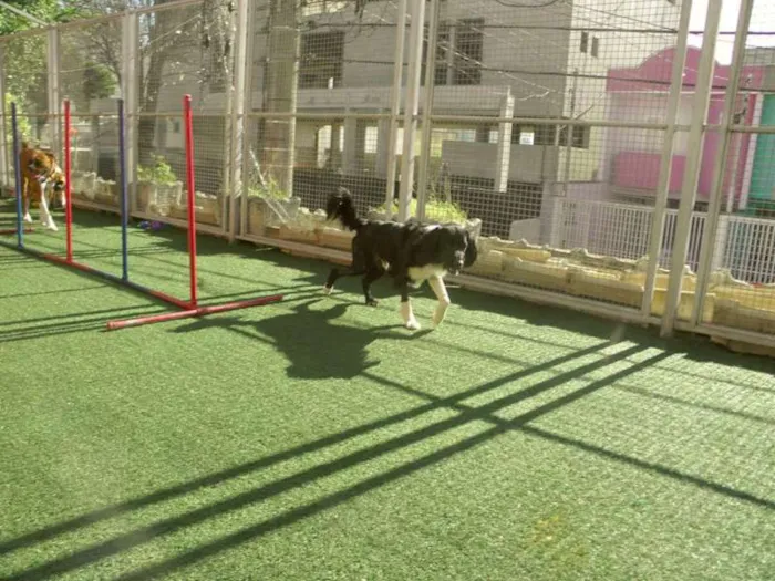 Cachorro raça Mestiço idade 1 ano nome Bily Mackenzie