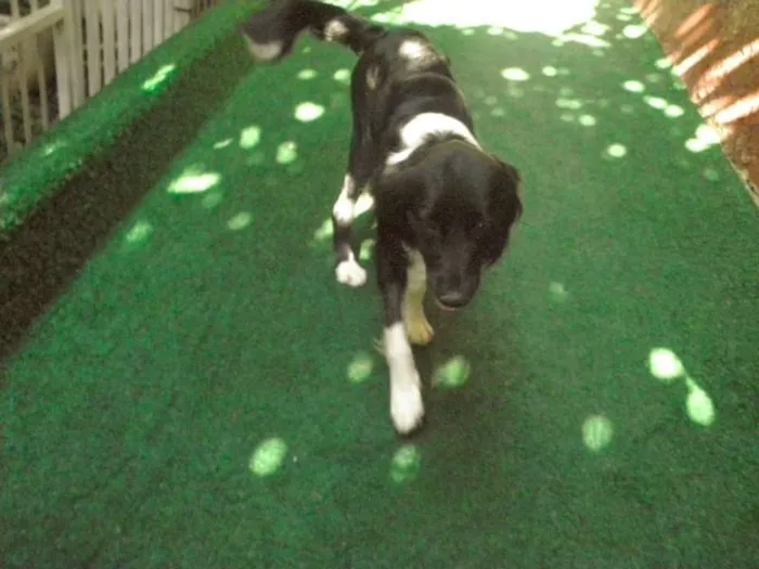 Cachorro raça Mestiço idade 1 ano nome Bily Mackenzie