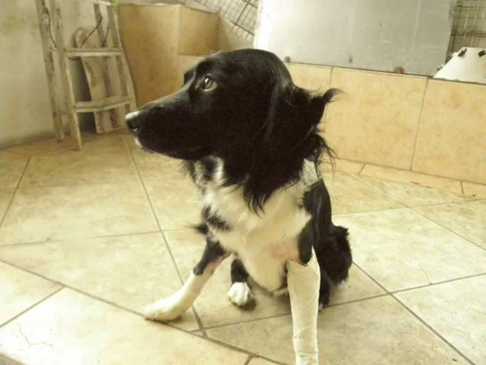 Cachorro raça Mestiço idade 1 ano nome Bily Mackenzie