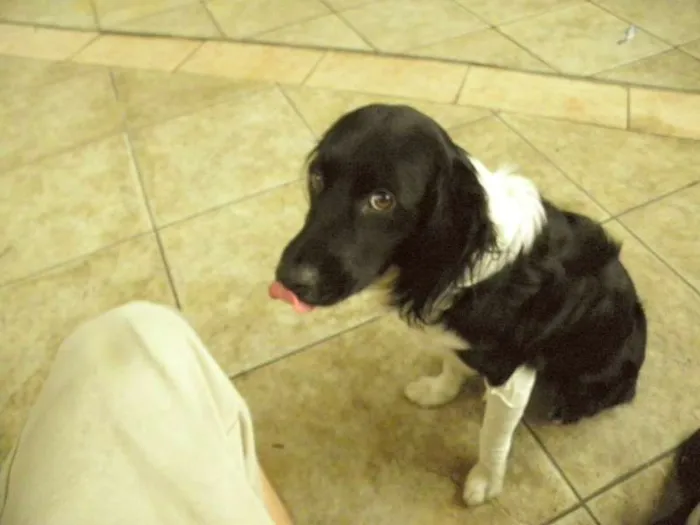 Cachorro raça Mestiço idade 1 ano nome Bily Mackenzie