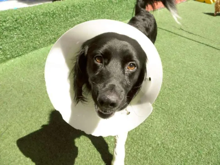 Cachorro raça Mestiço idade 1 ano nome Bily Mackenzie