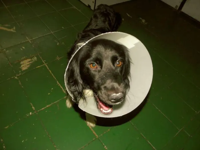 Cachorro raça Mestiço idade 1 ano nome Bily Mackenzie