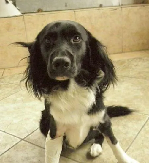 Cachorro raça Mestiço idade 1 ano nome Bily Mackenzie