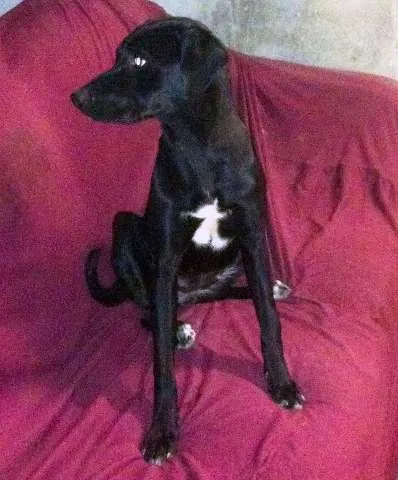 Cachorro ra a SRD idade 7 a 11 meses nome Minhoca e Juju