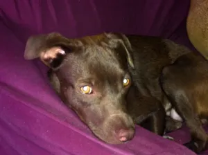 Cachorro raça SRD idade 7 a 11 meses nome Minhoca e Juju