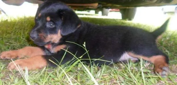 Cachorro ra a SRD idade 2 a 6 meses nome Flora