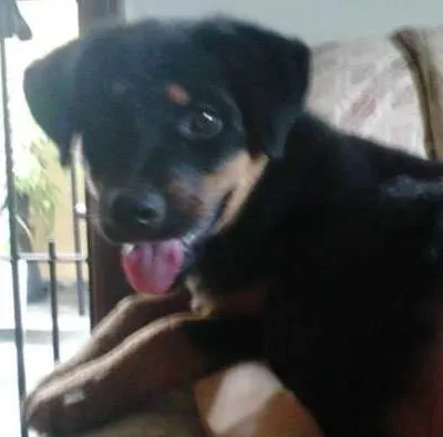 Cachorro ra a SRD idade 2 a 6 meses nome Flora