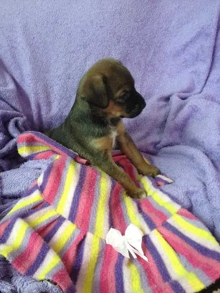 Cachorro ra a SRD idade Abaixo de 2 meses nome Sem nome