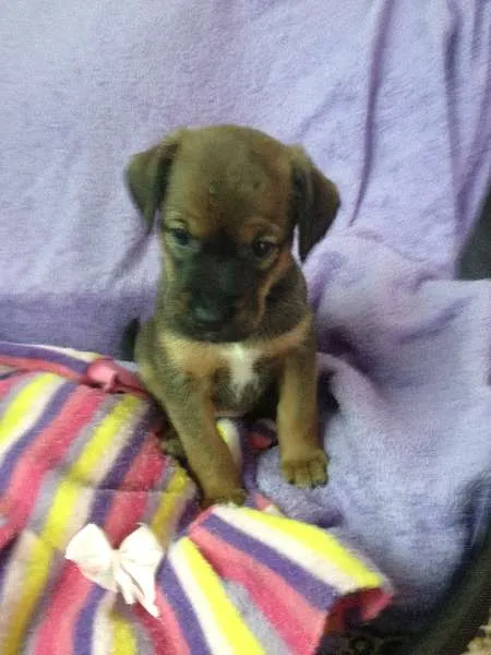 Cachorro ra a SRD idade Abaixo de 2 meses nome Sem nome