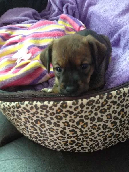 Cachorro ra a SRD idade Abaixo de 2 meses nome Sem nome