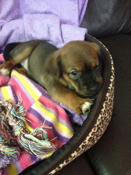 Cachorro ra a SRD idade Abaixo de 2 meses nome Sem nome