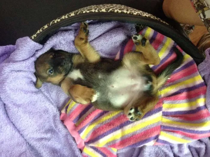 Cachorro ra a SRD idade Abaixo de 2 meses nome Sem nome