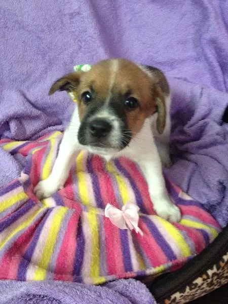 Cachorro ra a SRD idade Abaixo de 2 meses nome Sem nome