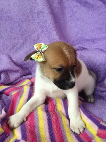 Cachorro ra a SRD idade Abaixo de 2 meses nome Sem nome