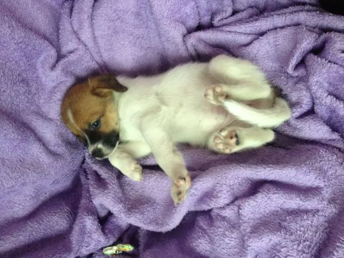 Cachorro ra a SRD idade Abaixo de 2 meses nome Sem nome