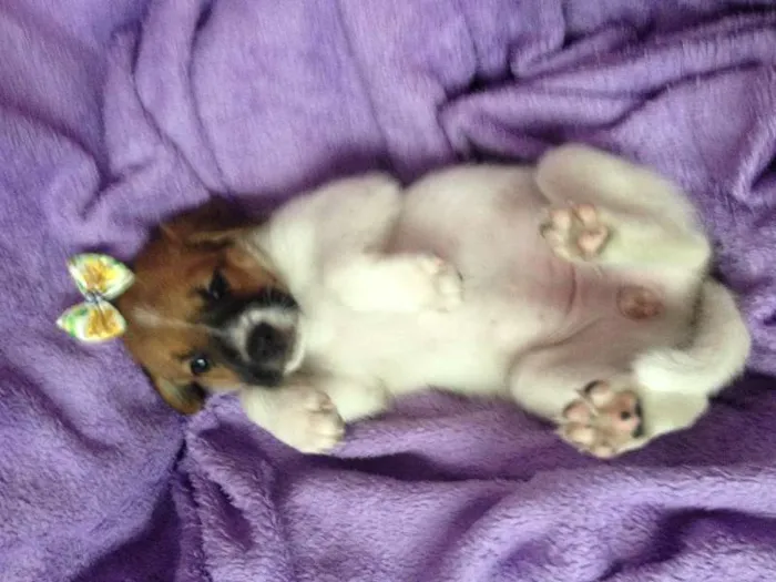Cachorro ra a SRD idade Abaixo de 2 meses nome Sem nome