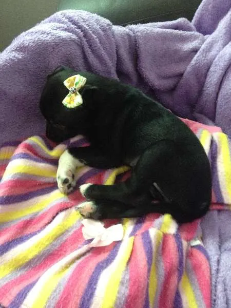 Cachorro ra a SRD idade Abaixo de 2 meses nome Sem nome
