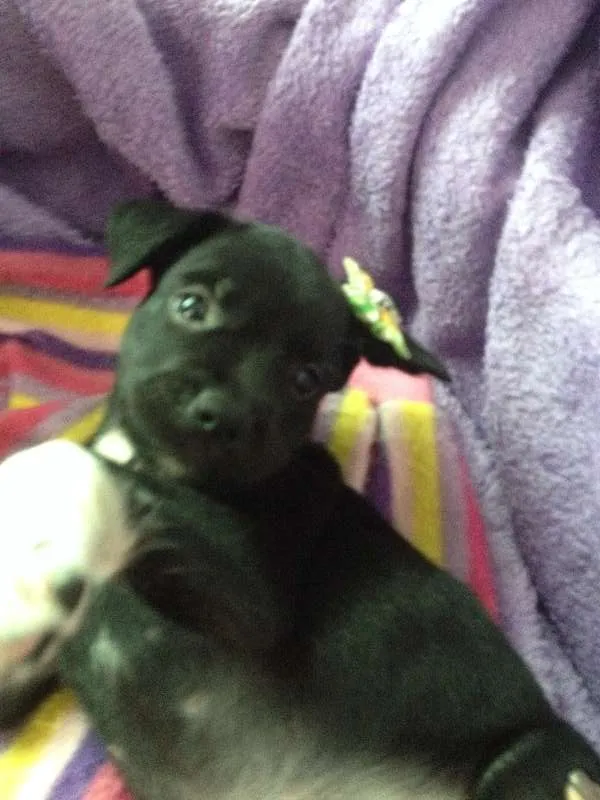 Cachorro ra a SRD idade Abaixo de 2 meses nome Sem nome
