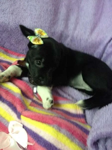 Cachorro ra a SRD idade Abaixo de 2 meses nome Sem nome